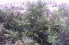 IMG_0372.JPG IMG_0372.JPG