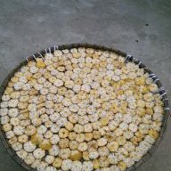 TimoBoll Hồng