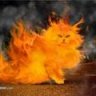 kmfirecat